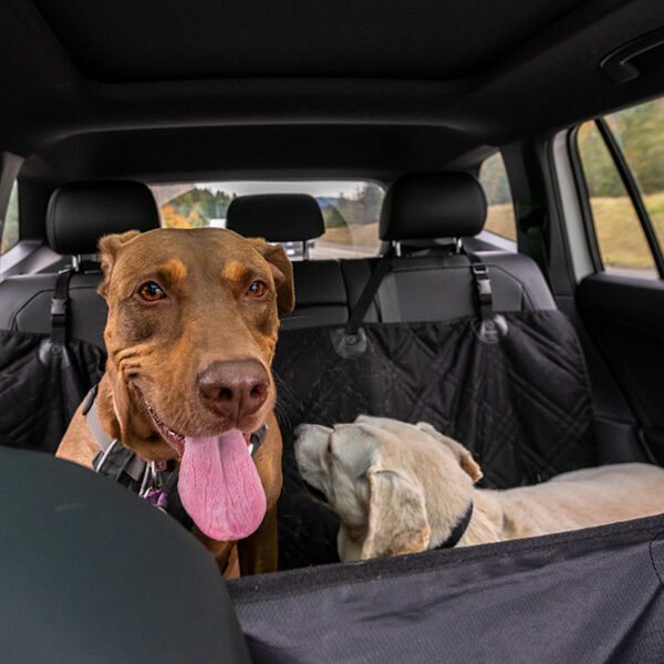 Car barriers that are best suited for dogs