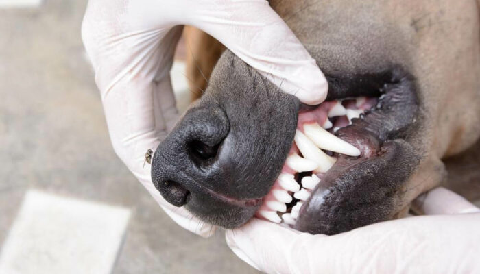 Dental Health Coverage In Pet Insurance Plans