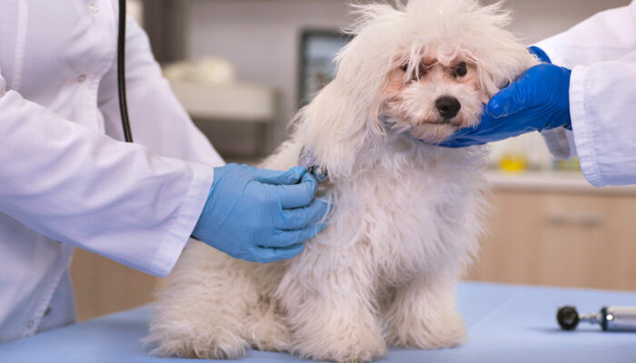 Here’s why and how to get the best insurance policy for your furry friend