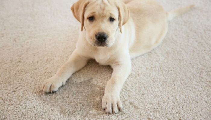 Here’s how to remove urine stains and odors from mattresses