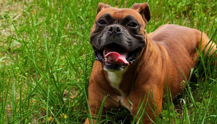 Questions to Ask a Breeder Before Getting a Boxer Pup