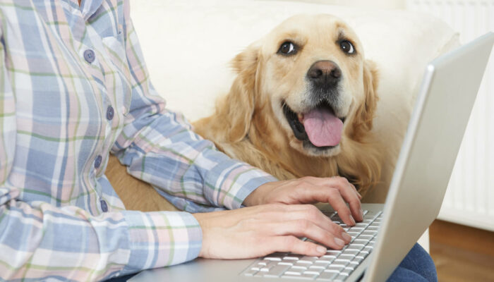 The Meaning Of A Pet Insurance Waiting Period