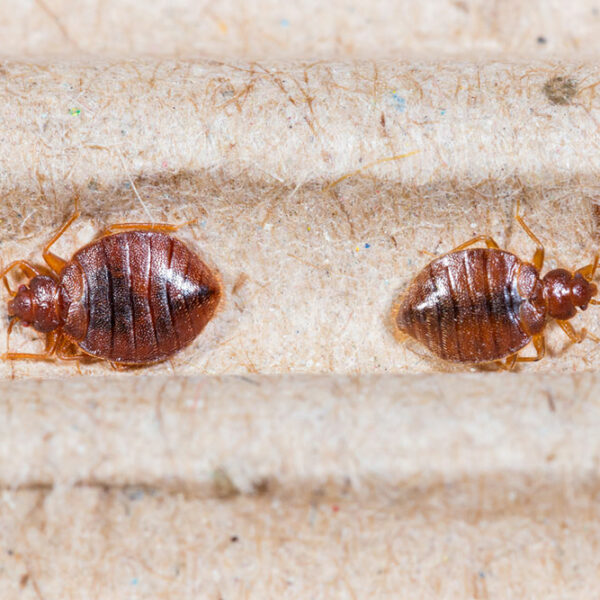 Bed Bug Bites – Symptoms and Treatment Options
