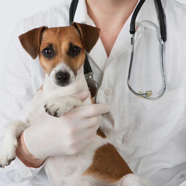 Dog Seizures – Symptoms, Causes, and Management
