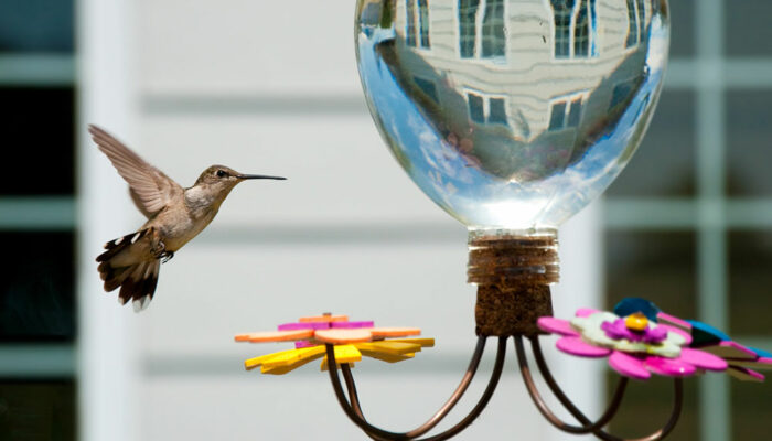 Hummingbird Feeders – Types, Top Options, and Tips